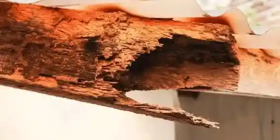 rongeurs-sur-toit-service-sur-mesure-02